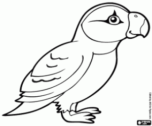 Puffin coloring page
