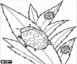 Puzzle of ladybirds - Ladybugs - Lady beetles coloring page