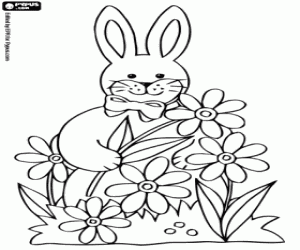 A rabbit and flowers of spring coloring page