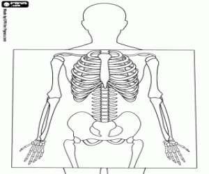 The radiography, the x-rays coloring page