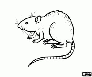 Rat, rodent animal coloring page