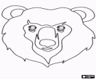 Bear face
