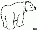 Polar bear