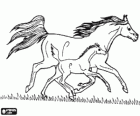 Horse and foal troting by the prairie