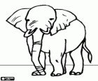 An old elephant with long trunk and long tusks