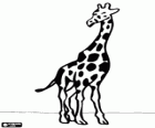 A giraffe with the body seen from the front