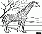 Giraffe in the landscape