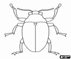 Beetle