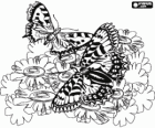 Two butterflies flying on the flowers