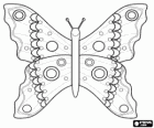 A beautiful butterfly with its open wings, a dissected butterfly