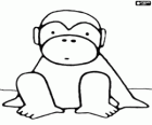 Small monkey seated in the ground