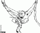 Monkey hung of lianas