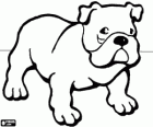 British Bulldog - Bulldog