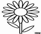 Simple flower - A daisy