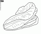 Coloring page with a lettuce