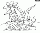 Flip, the grasshopper, resting quietly with a flower in the mouth