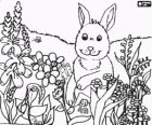 Rabbit between flowers and insects of the field in spring