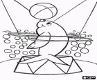 Seal doing an exercise in the circus with hoops spinning around its body and a ball in the nose