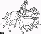 Cowboy riding a horse and catching a head of cattle with the lasso