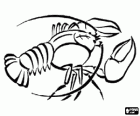 A large lobster or homarus