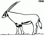 Grant's gazelle with long horns on the african savannah