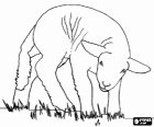 Lamb, a young sheep grazing