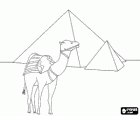 A camel in front of the pyramids, funerary monuments of Ancient Egypt