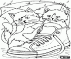 Kittens playing in the rain with a tennis shoe