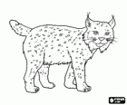 Lynx with strong legs, long ears, short tail and mottled fur