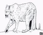 Cougar, puma, mountain lion, catamount or panther, a great solitary feline