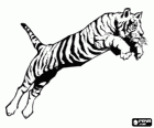 Adult tiger, the greatest feline of the world, in a jump