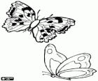Butterflies flying