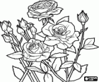 Open roses and rosebuds in a rosebush