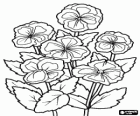Violets or violes, an ornamental plant with flower used in gardens