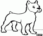 Bulldog with its short tail and upright ears