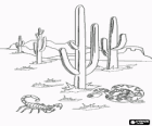 Sonoran Desert with the famous saguaro cactus, a scorpion and a snake