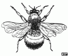 Bumblebee, a robust and hairy insect