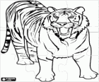 Puzzle of tiger