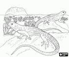 Large lizards on some rocks in a desert with cactus