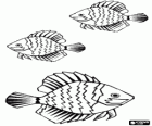 Striped fishes with large fins