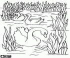 Swans swimming calmly between the aquatic plants