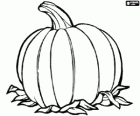 A big pumpkin, the fruit of the pumpkin plant native from America