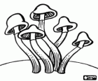 Group of mushrooms with long stalk and small bell-shaped cap