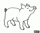 A pig