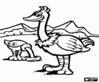 Two ostriches in the landscape, the ostrich is a flightless bird