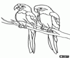 Two parakeets or parrots on a branch