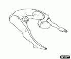 A female diver jump forward with the legs and arms outstretched in a diving competition