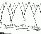 A forest with firs