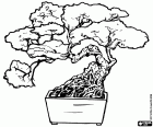 Bonsai tree, miniature tree in a tray following the Japanese art of bonsai