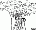 Farmer or farm worker picking fruit from a tree from the top of a ladder